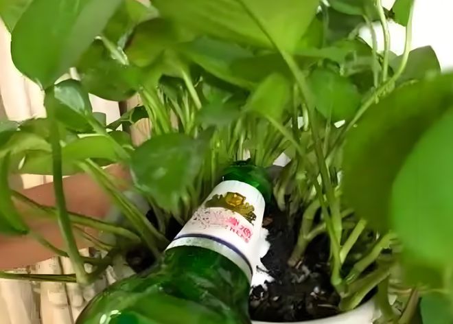 用啤酒浇花科学稀释助植物成长。(图2)