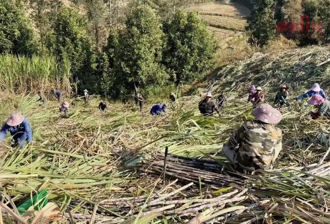 柳州甘蔗丰收入榨量增幅约45%！糖厂喊话：放心砍榨得完(图1)