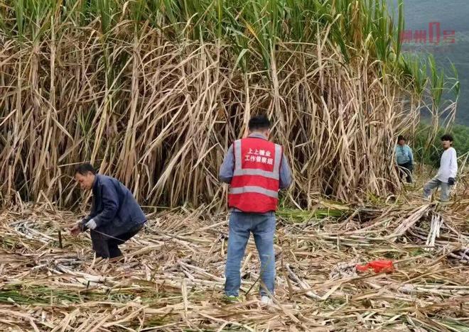 柳州甘蔗丰收入榨量增幅约45%！糖厂喊话：放心砍榨得完(图3)