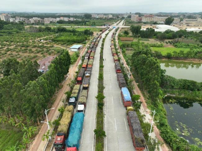 全网最暖糖厂甘蔗运来就收 数百货车排队进厂(图1)