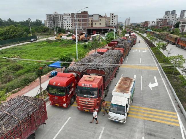 全网最暖糖厂甘蔗运来就收 数百货车排队进厂(图3)