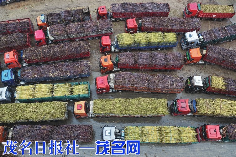 “不能让蔗农的辛苦打水漂” 一个茂名民营制糖企业的“甜蜜”担当(图2)