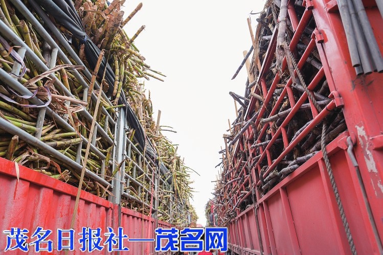 “不能让蔗农的辛苦打水漂” 一个茂名民营制糖企业的“甜蜜”担当(图1)