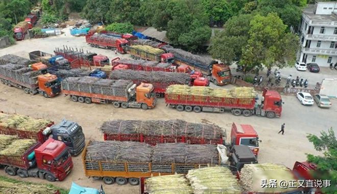 最暖糖厂：厂方亏本收蔗只为助农每天花万元请货车司机吃饭(图1)