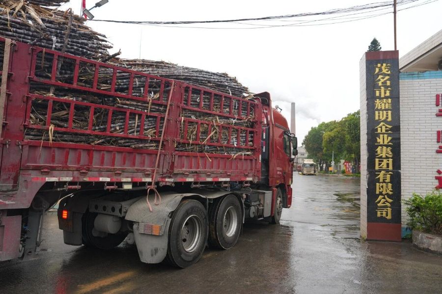 化州“最暖糖厂”无限量收购滞销果蔗牵动全产业链应急接力(图2)
