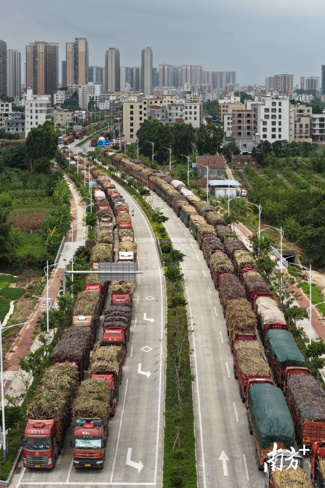 “来者不拒”的约定：这家化州糖厂为何感动全网？(图2)