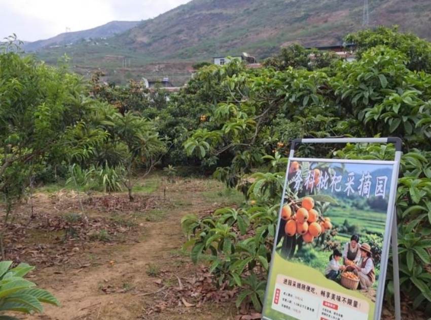 凉山州金阳县：驻村干部与时间“赛跑”枇杷你种我卖！(图1)