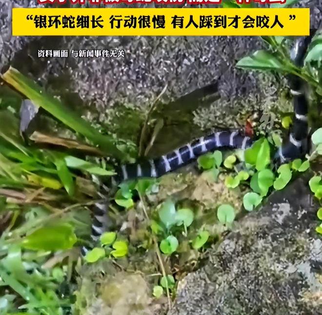 三亚女游客被中毒身亡后续！医学博主提出质疑不是蛇咬而是毒虫(图13)