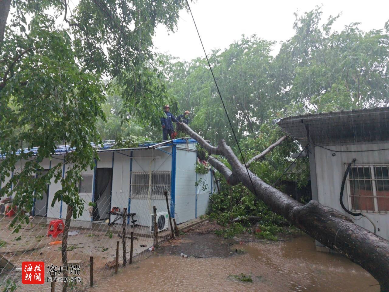 台风“蝴蝶”导致多处树木倒伏白沙消防紧急处置(图2)