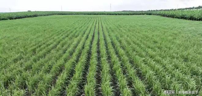 厦门杏林糖厂五十年前我们在这里“美差”：甜蜜事业和青春骄傲(图1)