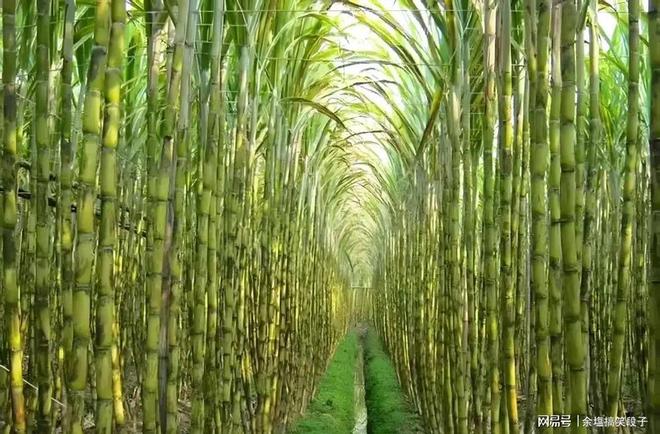 厦门杏林糖厂五十年前我们在这里“美差”：甜蜜事业和青春骄傲(图3)