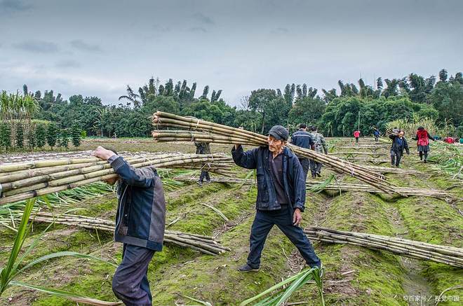 广西是中国的糖罐子吗？甘蔗一吨才500多元为啥广西还种那么多(图1)