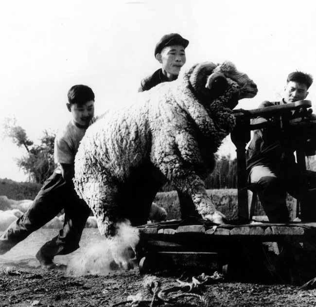 戈壁芳华：1958年的新疆建设为今天留下了什么？(图6)