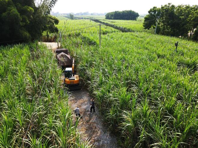 柳城县新榨季开启“甜蜜”倒计时(图2)