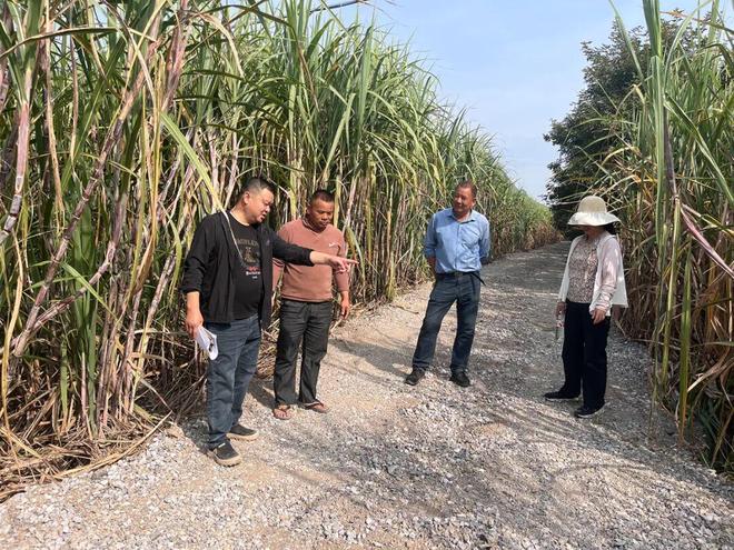 柳城县新榨季开启“甜蜜”倒计时(图1)