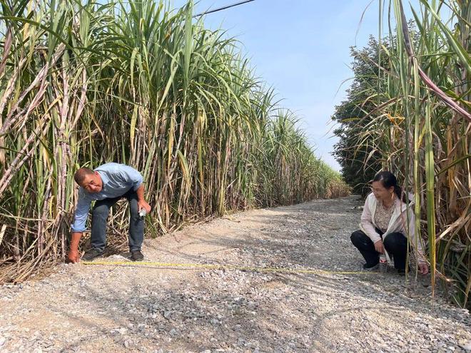 柳城县新榨季开启“甜蜜”倒计时(图3)