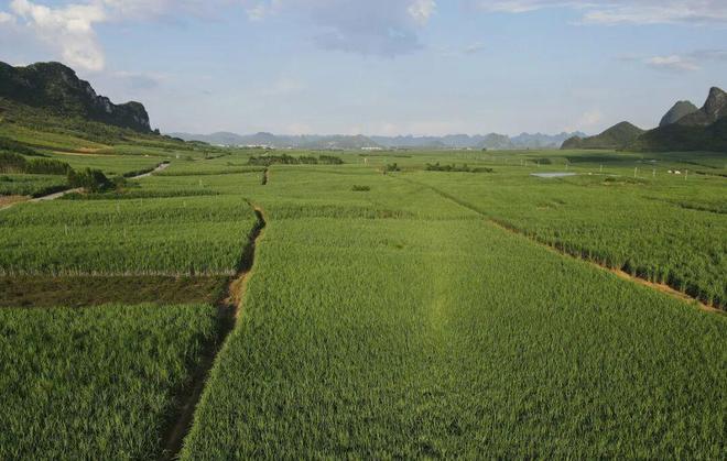 柳城县新榨季开启“甜蜜”倒计时(图9)