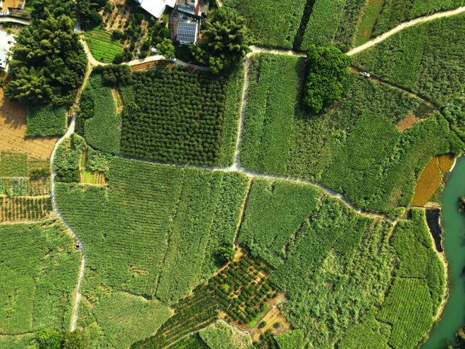 柳城县新榨季开启“甜蜜”倒计时(图4)