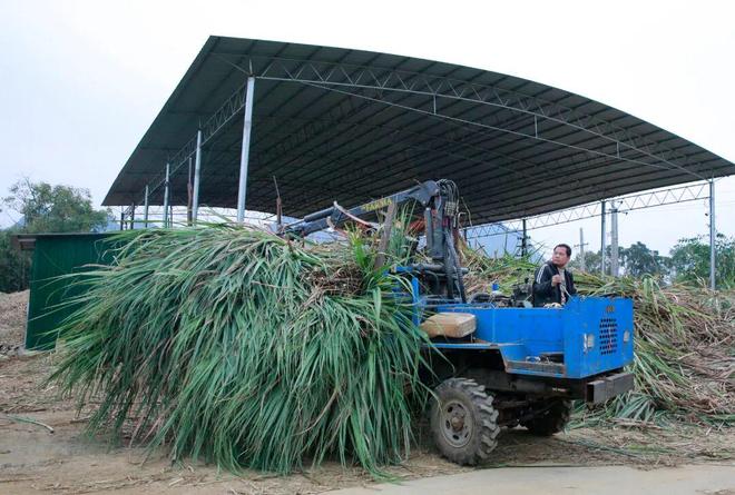 省钱又省力！在柳城种甘蔗舒服了(图5)