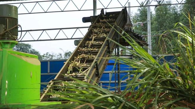 省钱又省力！在柳城种甘蔗舒服了(图4)