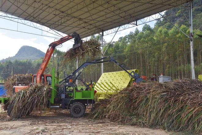 【机收攻坚战】按下甘蔗机收“快进键” 博庆公司多措并举推进机械化收割(图1)