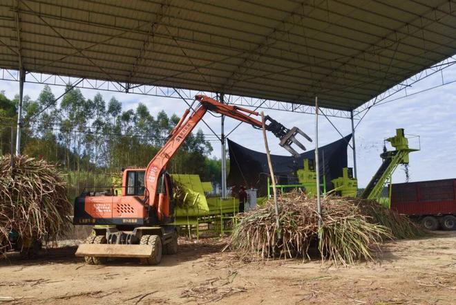 【机收攻坚战】按下甘蔗机收“快进键” 博庆公司多措并举推进机械化收割(图5)