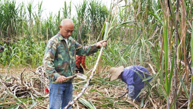 超311万吨！你家的甘蔗开始砍了吗？(图1)