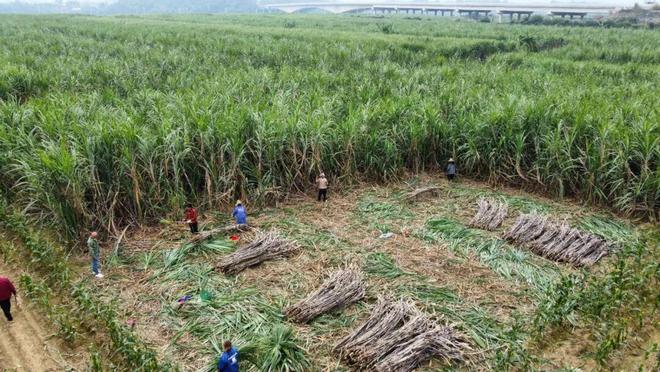 超311万吨！你家的甘蔗开始砍了吗？(图2)