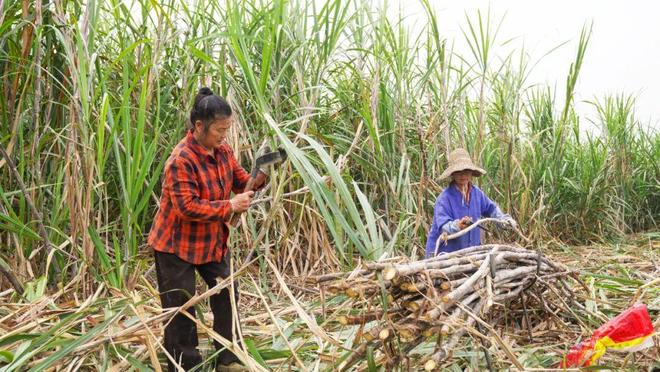 超311万吨！你家的甘蔗开始砍了吗？(图3)