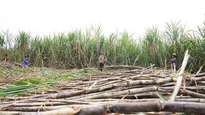 超311万吨！你家的甘蔗开始砍了吗？(图5)