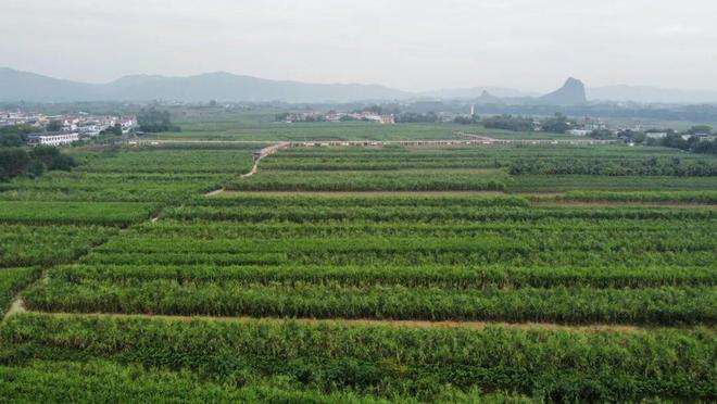 超311万吨！你家的甘蔗开始砍了吗？(图6)