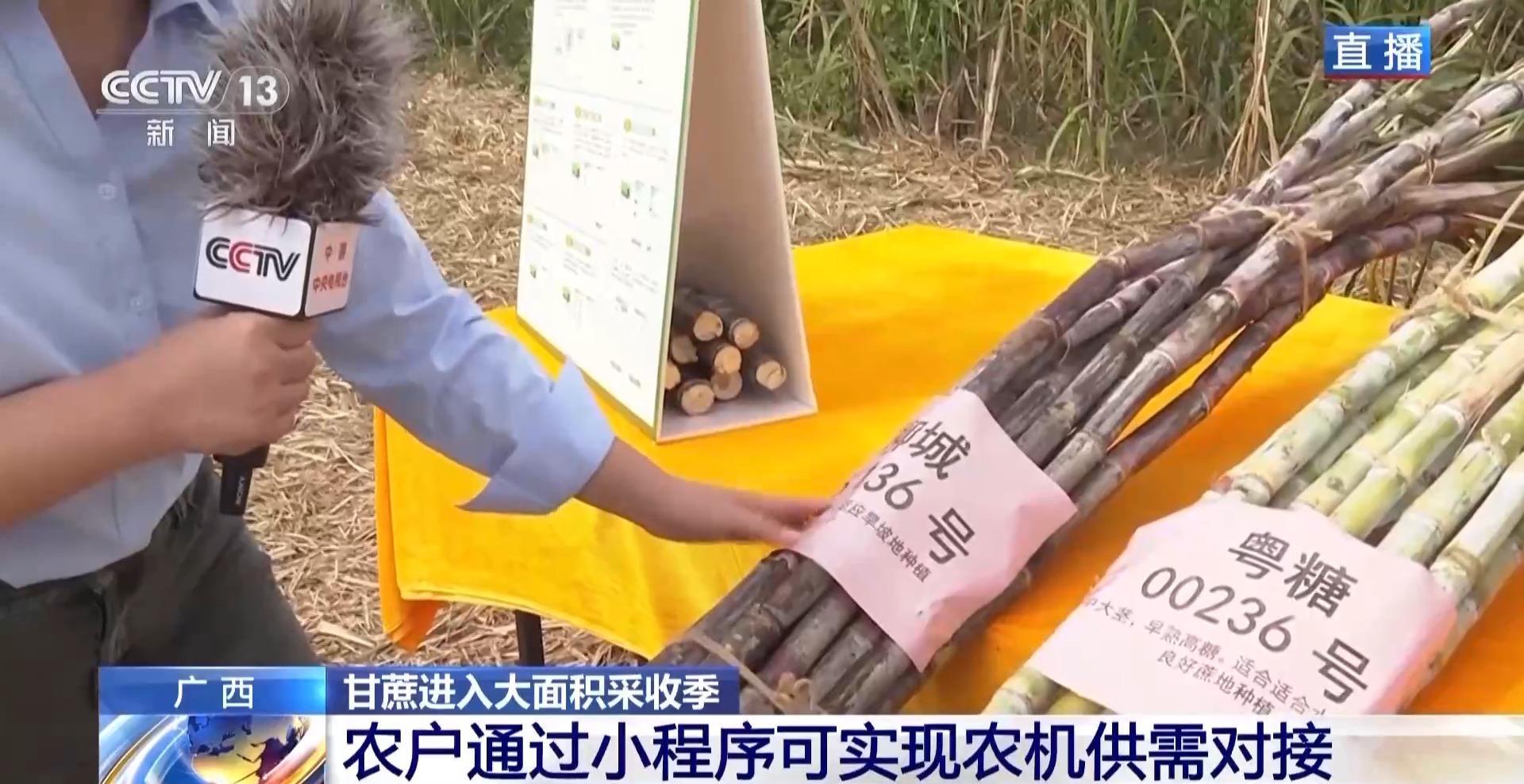 视频丨从“榨糖”到“超级电容” 揭秘广西甘蔗的甜蜜产业链(图3)