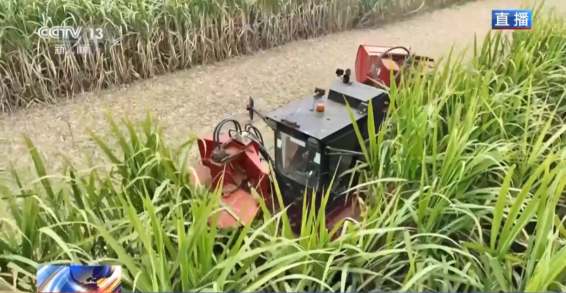 从“榨糖”到“超级电容” 揭秘广西甘蔗的甜蜜产业链(图1)