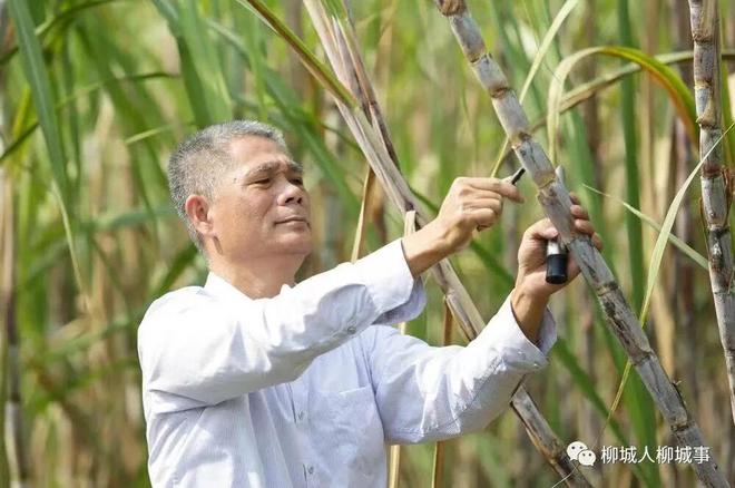 柳城新视角｜从“八桂楷模”卢文祥看“柳城芯”的时代光芒(图2)