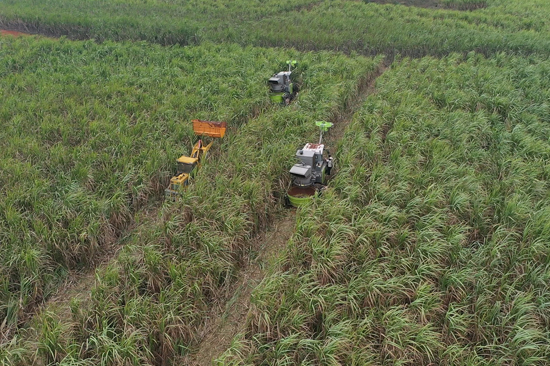 横州：甘蔗榨季开启 “甜蜜事业”提质升级迎丰收(图2)