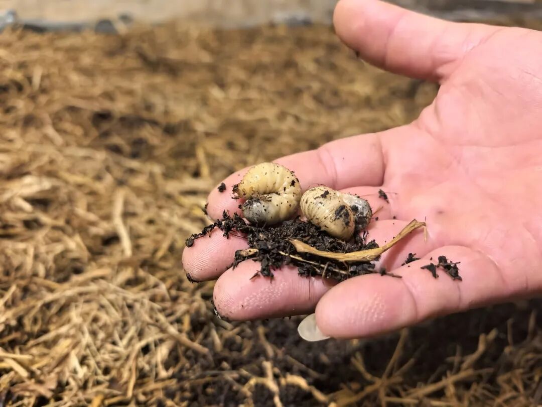 奋勇争先这一年丨长泰陈巷镇：小虫子“吃”出循环农业新产业(图2)