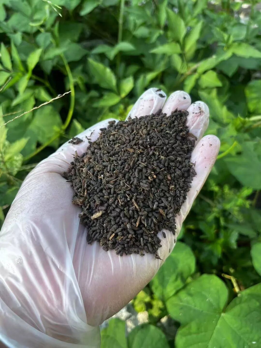 奋勇争先这一年丨长泰陈巷镇：小虫子“吃”出循环农业新产业(图3)