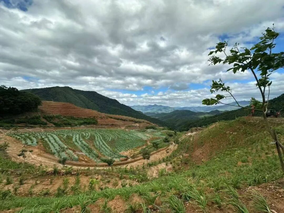 奋勇争先这一年丨长泰陈巷镇：小虫子“吃”出循环农业新产业(图4)