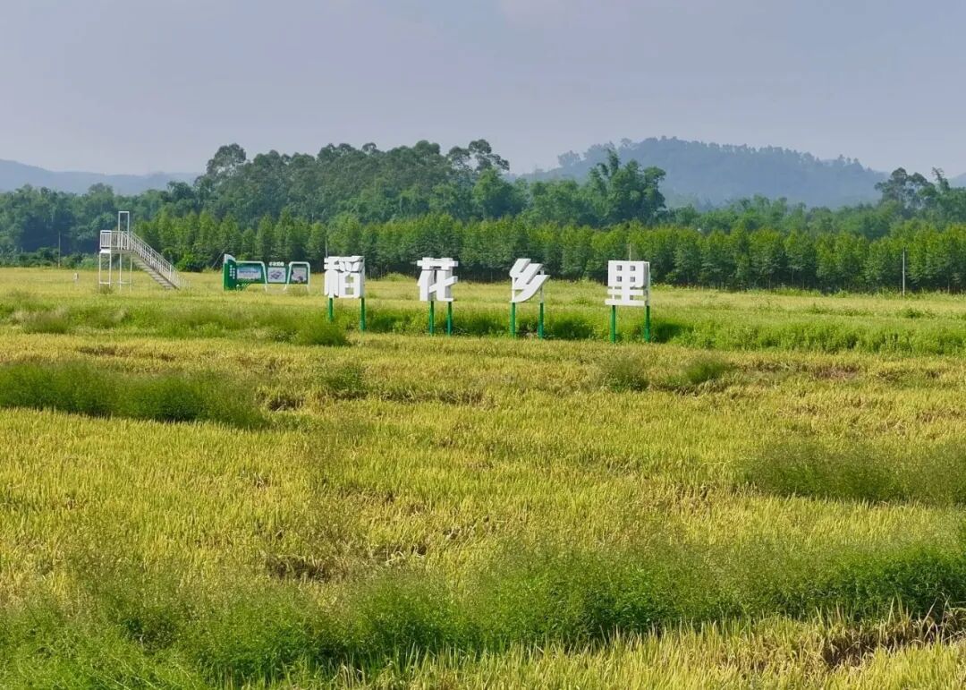 奋勇争先这一年丨长泰陈巷镇：小虫子“吃”出循环农业新产业(图5)