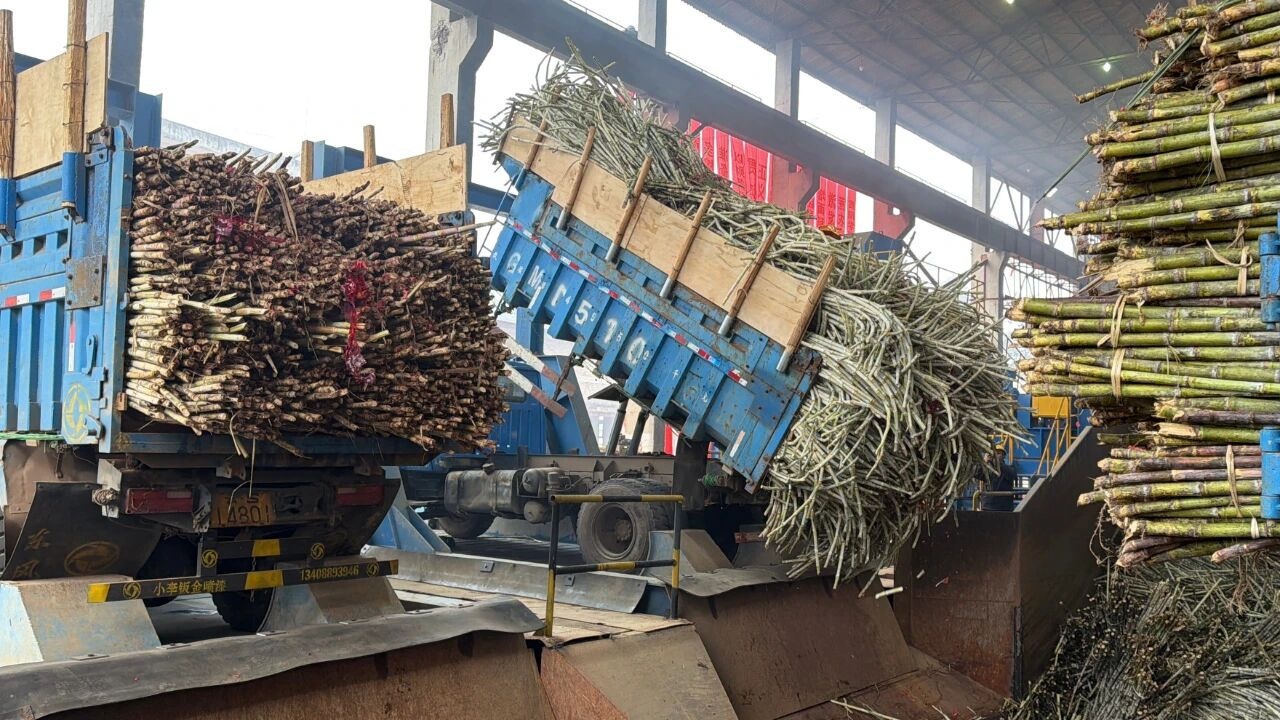 云南临沧市耿马县：甜蜜事业再启航！40万亩蔗田溢蜜香(图2)