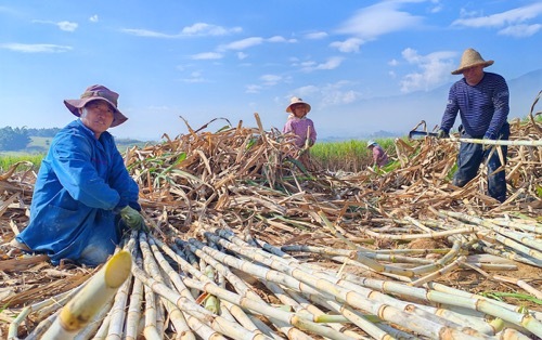 云南临沧市耿马县：甜蜜事业再启航！40万亩蔗田溢蜜香(图1)