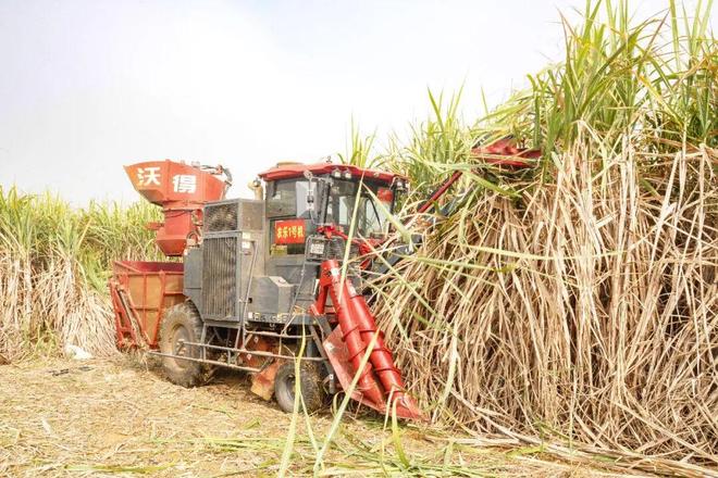 解锁种蔗新姿势！无人机+收割机让“甜蜜”翻倍！(图1)
