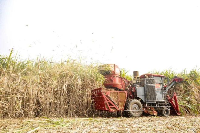 解锁种蔗新姿势！无人机+收割机让“甜蜜”翻倍！(图2)