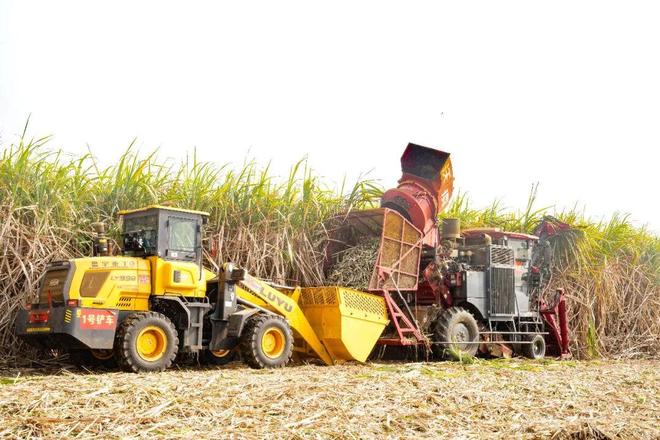 解锁种蔗新姿势！无人机+收割机让“甜蜜”翻倍！(图3)