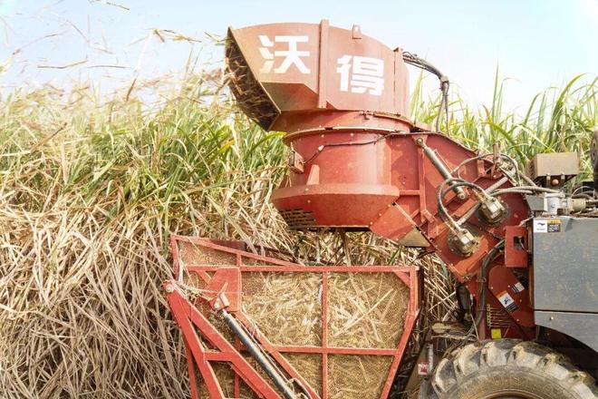 解锁种蔗新姿势！无人机+收割机让“甜蜜”翻倍！(图6)