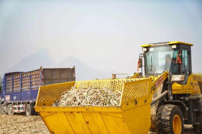 解锁种蔗新姿势！无人机+收割机让“甜蜜”翻倍！(图4)