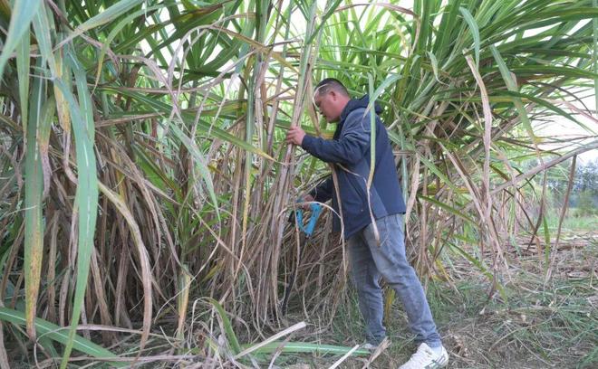 一天收400多吨还这么轻松？这个柳城男人是怎么做到的？(图2)