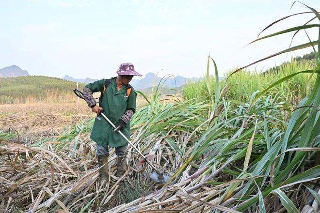 一天收400多吨还这么轻松？这个柳城男人是怎么做到的？(图4)