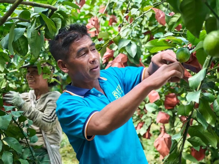乡村产业振兴夯实边疆各族群众幸福之基——云南沿边村农业农村现代化新图景  _新华网(图3)