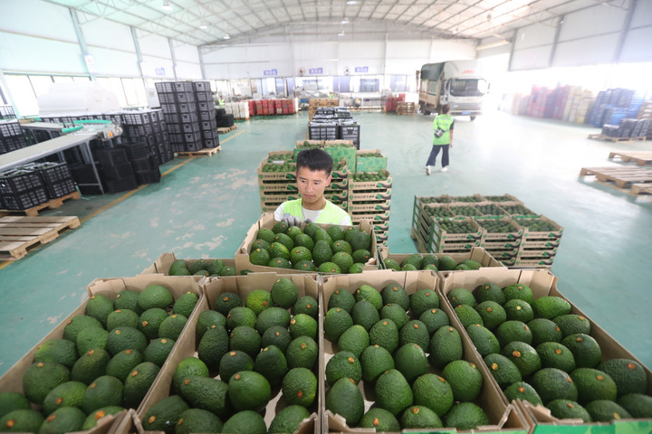 乡村产业振兴夯实边疆各族群众幸福之基——云南沿边村农业农村现代化新图景  _新华网(图1)